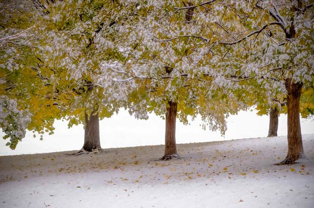 "First Snow 2" - Perry Cecchini