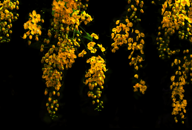 "Yellow in the Dark" Eleonora Di Primo