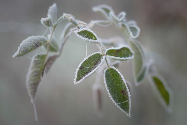 “Frost” Kaitlyn Beauchene 